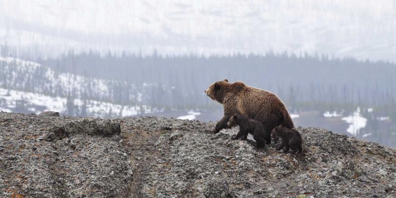 Engels71：社会发展的政治经济学与哲学透视