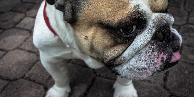 恩格斯《英国工人阶级状况》：政治经济学批判与社会调查方法论的奠基